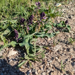 Bellevalia trifoliata, photograph (c) Ruslan Salimgareev, some rights reserved (CC BY)