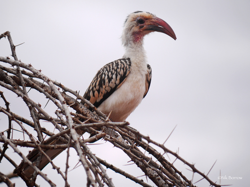 Northern Red-billed Hornbill