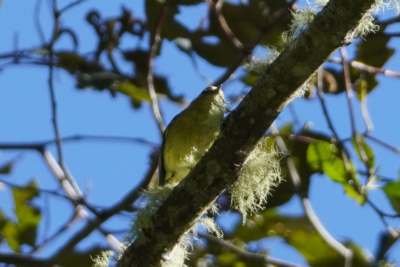 Yellow-winged Vireo (Vireo carmioli), photo 5
