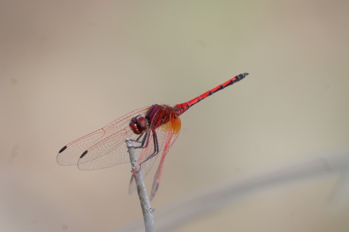 Red-veined Dropwing photo 2
