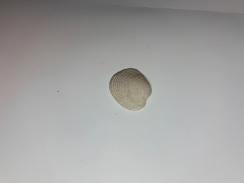 Antigona reticulata observed 2025-10-21
