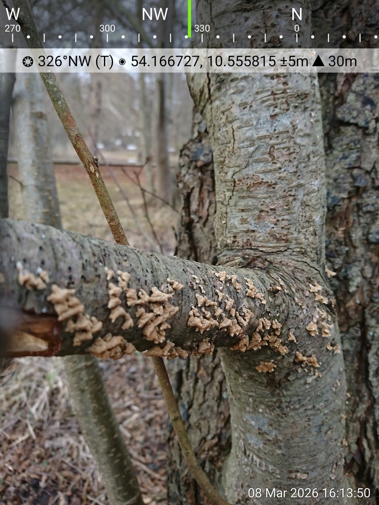 Plicatura crispa · March 2026 · photo: © jadekf (iNaturalist, cc0)