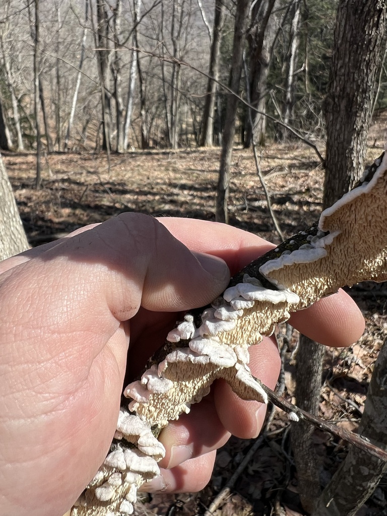 Irpex lacteus · March 2026 · photo: © nothingmidaboutthemidwest (iNaturalist, cc-by)