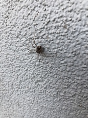 Opiliones