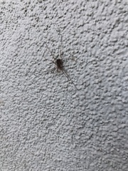 Opiliones