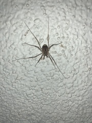 Opiliones