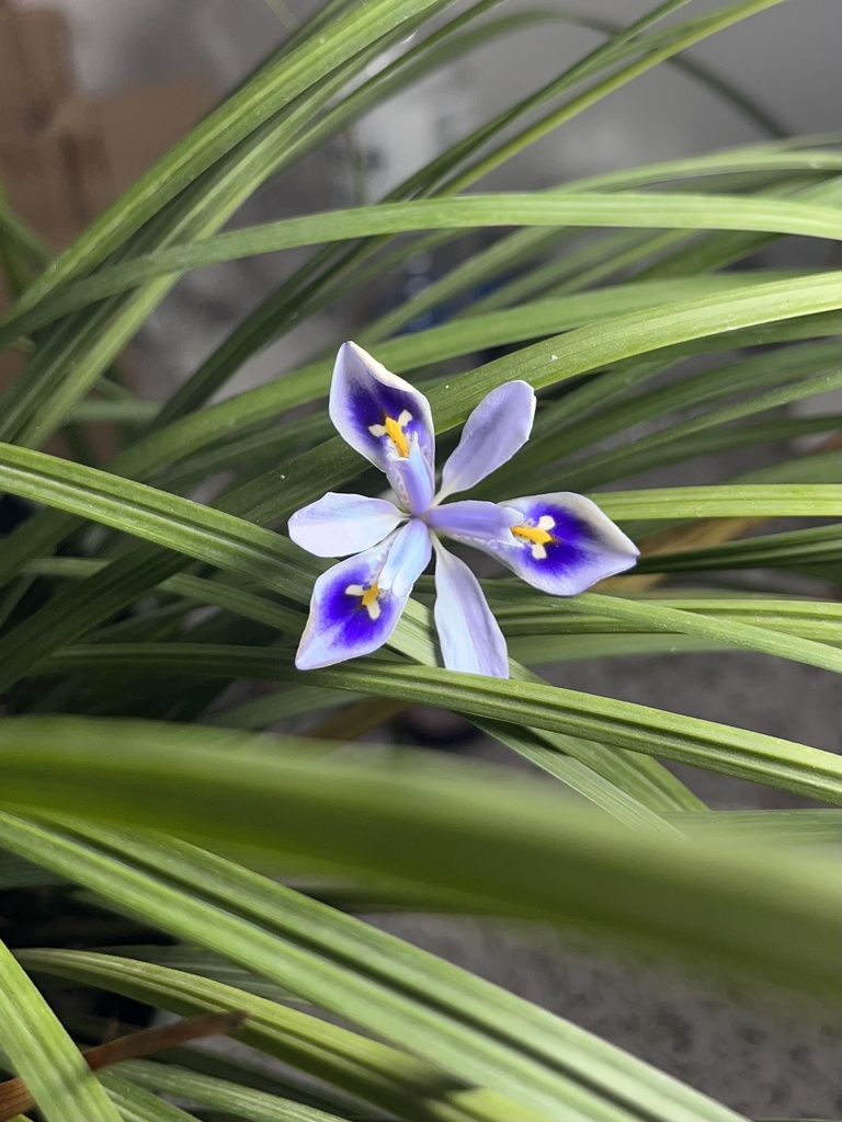 Iris probstii