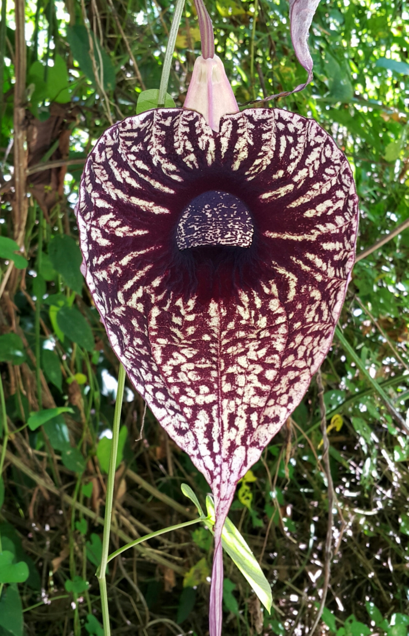 Aristolochia grandiflora - Wikipedia