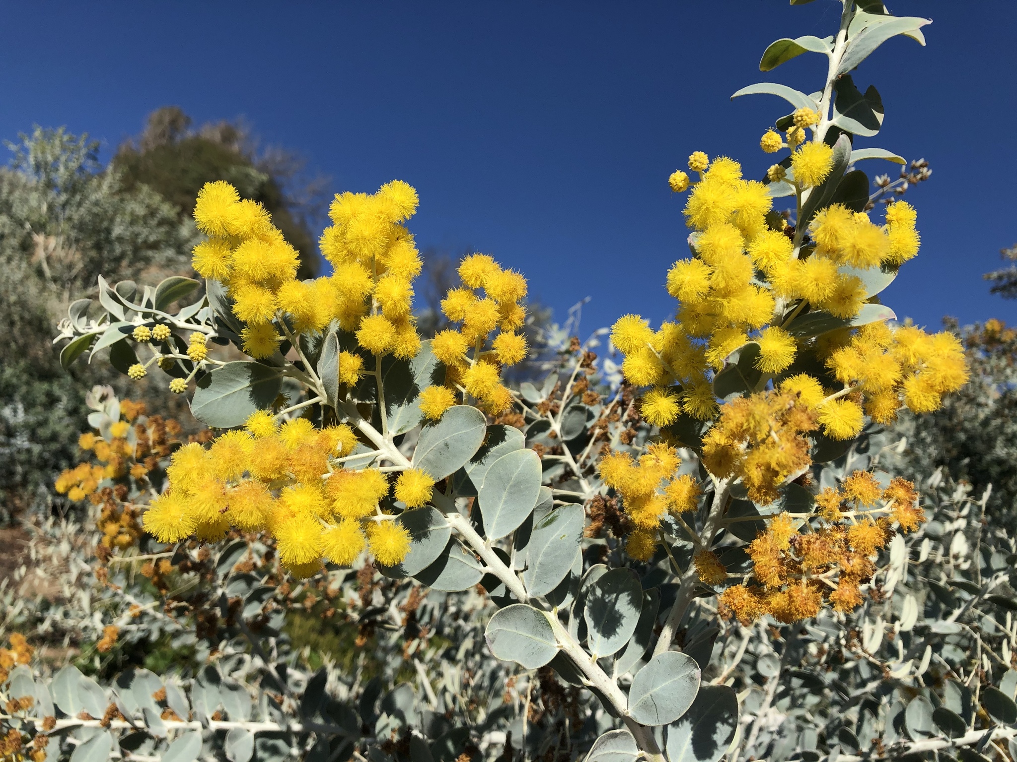 Queensland silver wattle (Acacia podalyriifolia)  iNaturalist