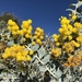Acacia podalyriifolia - Photo (c) James Bailey, algunos derechos reservados (CC BY-NC), subido por James Bailey