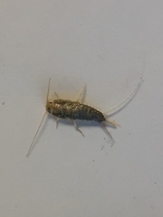 Ctenolepisma lineatum