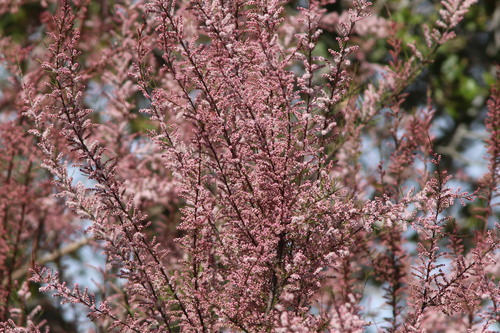 small-flowered tamarisk (Tamarix parviflora)