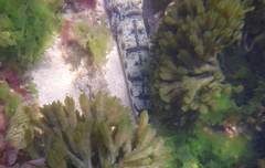 Platycephalus laevigatus