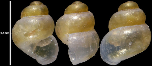 Setia turriculata