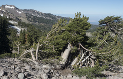 Pinus albicaulis
