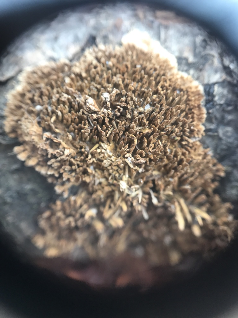Hydnoporia olivacea · March 2026 · photo: © paganka (iNaturalist, cc-by-nc)