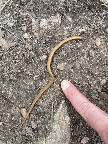Red-bellied Snake