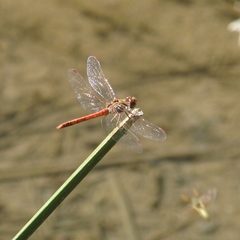 Sympetrum meridionale