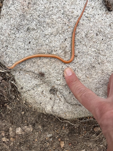 Red-bellied Snake