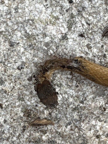Red-bellied Snake