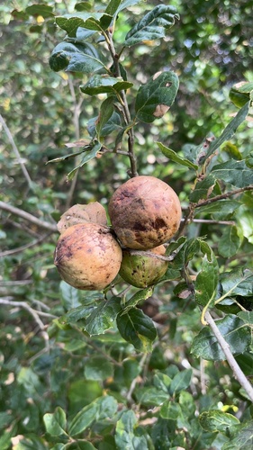 iNaturalist observation photo of Live Oak Apple Gall Wasp
