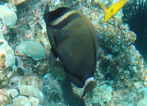 Whitebar Surgeonfish
