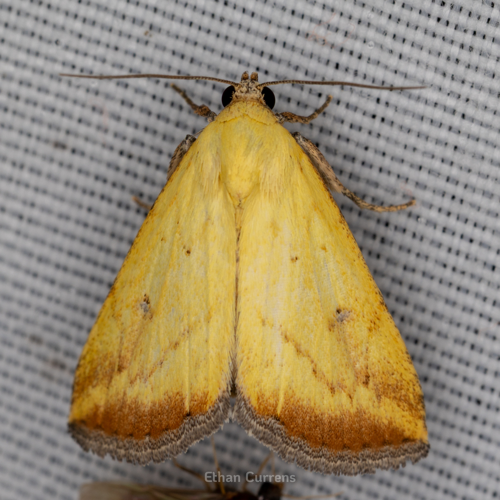 Marimatha botyoides