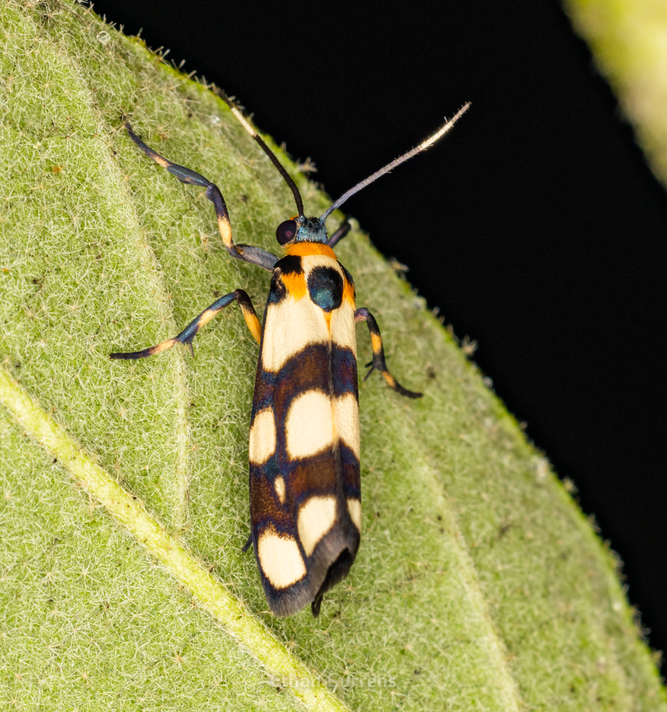 Cisthene tessellata