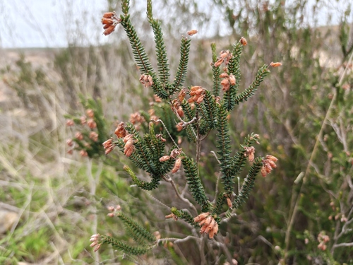 Pyrite Heath (Erica andevalensis)