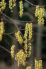 Stachyurus praecox