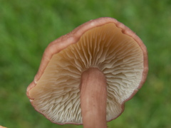Calocybe persicolor