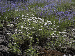 Monardella odoratissima pallida