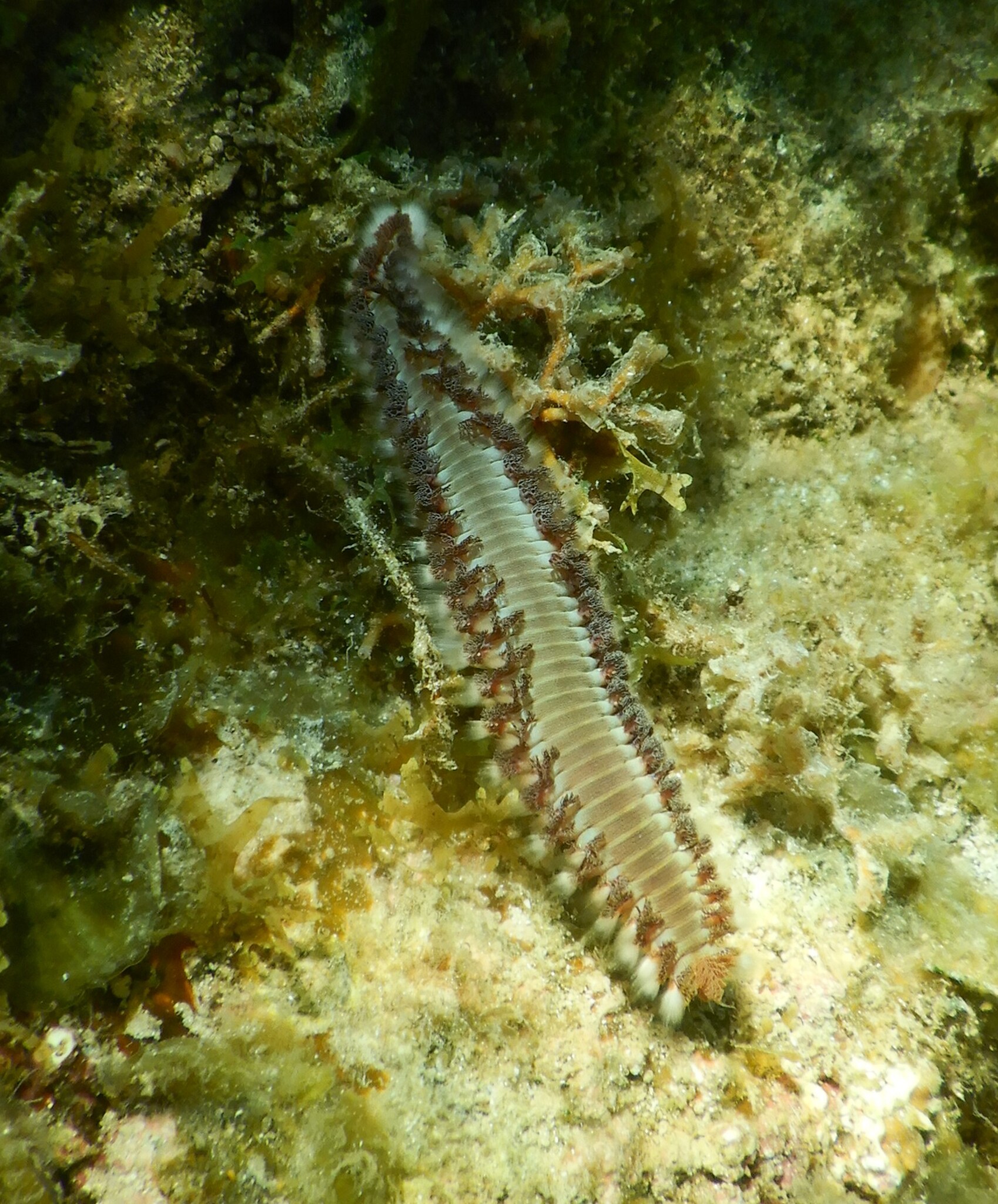 Hermodice carunculata (Pallas, 1766)