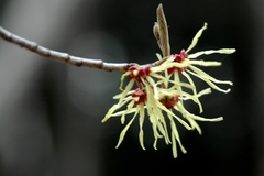 Hamamelis japonica