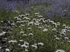 Monardella odoratissima pallida