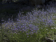 Penstemon gracilentus