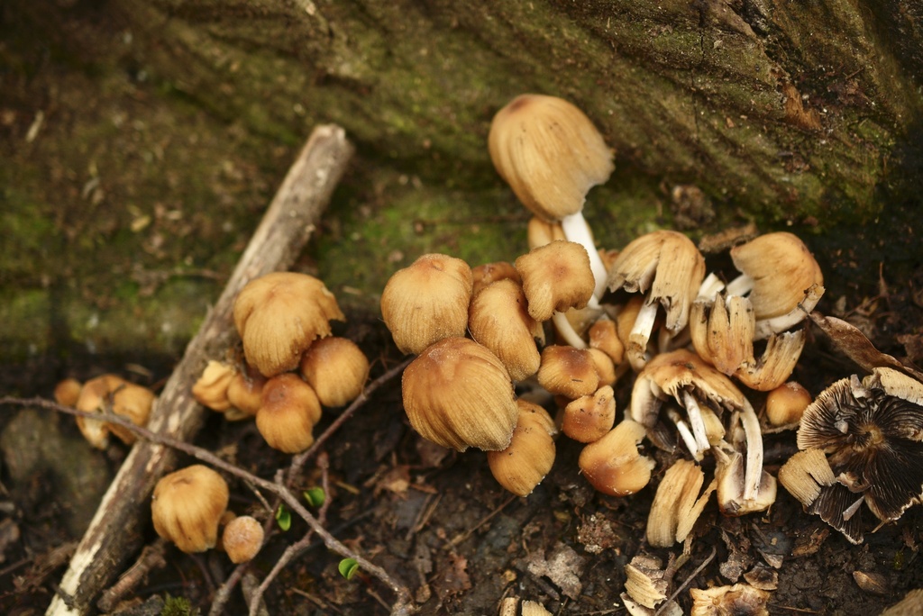 Micacei · March 2026 · photo: © cryptomarasmius (iNaturalist, cc-by)