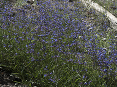 Penstemon gracilentus