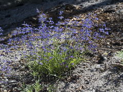 Penstemon gracilentus