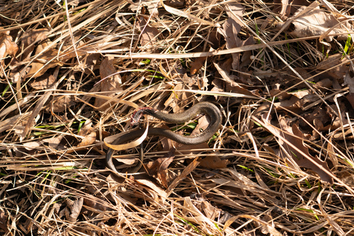 Grass Snake