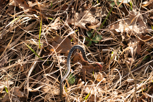 Grass Snake