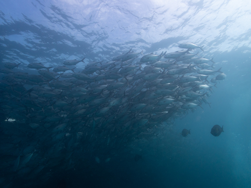 Bigeye trevally