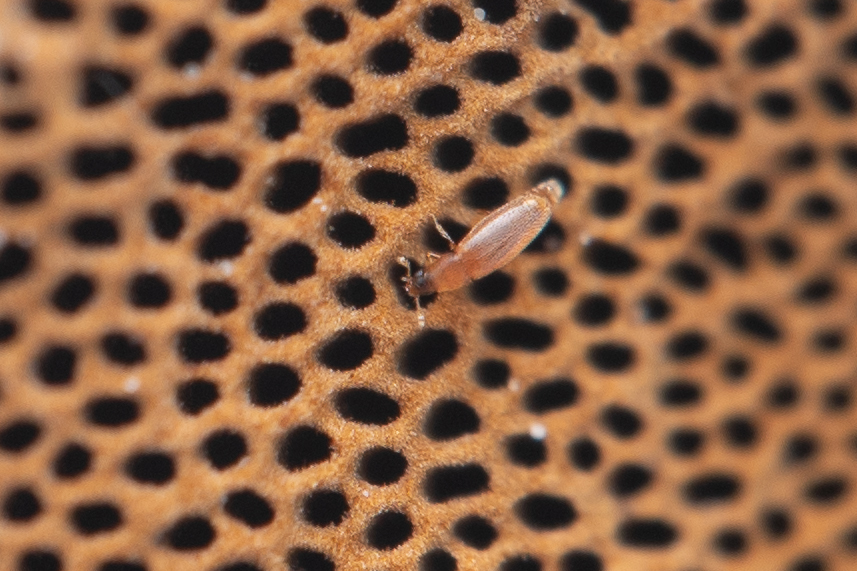 Baranowskiella