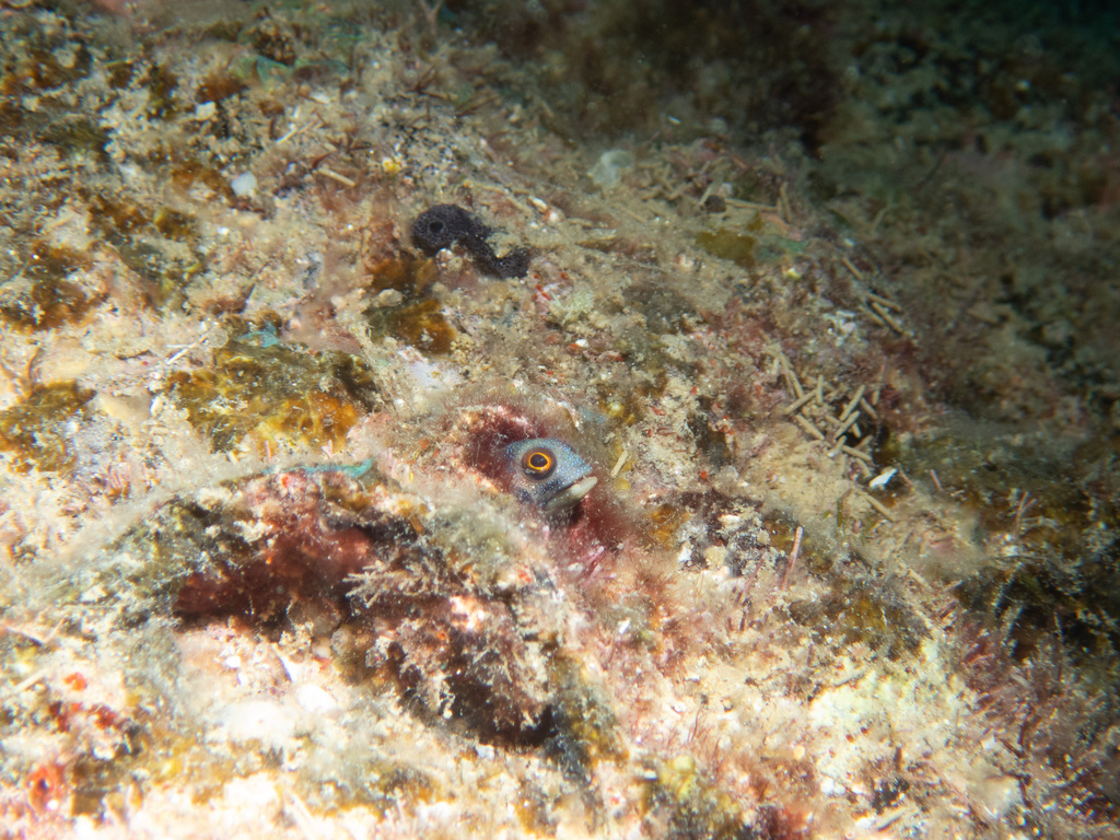 Cortez Barnacle Blenny