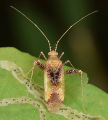Phytocoris tibialis