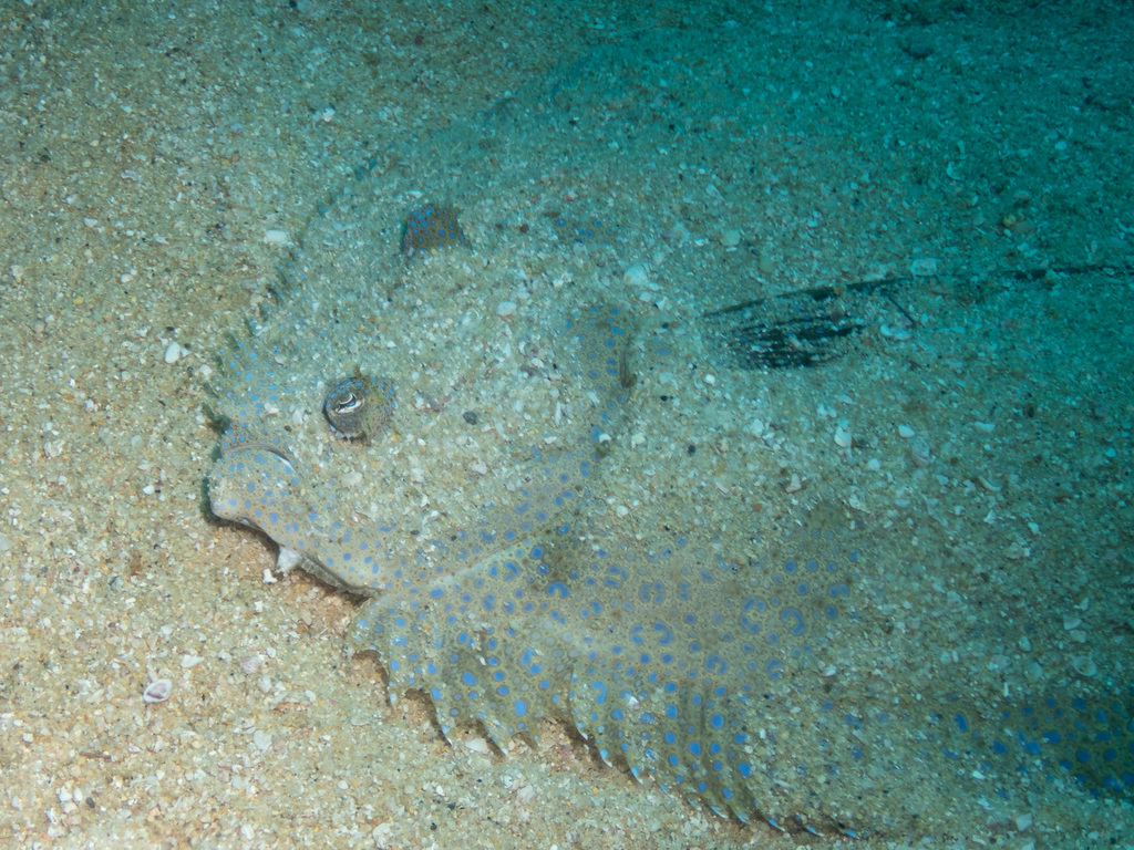 Tropical flounder
