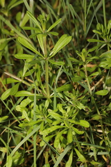 Galium aparine