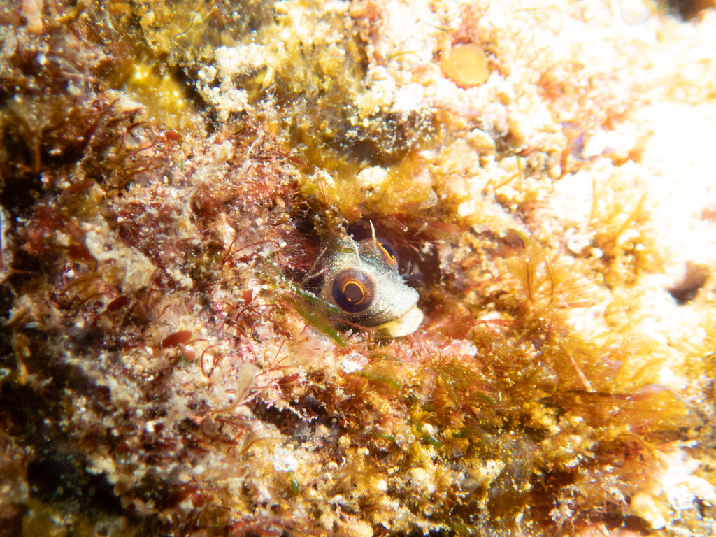 Barnacle blenny (Acanthemblemaria macrospilus) — Chaenopsidae