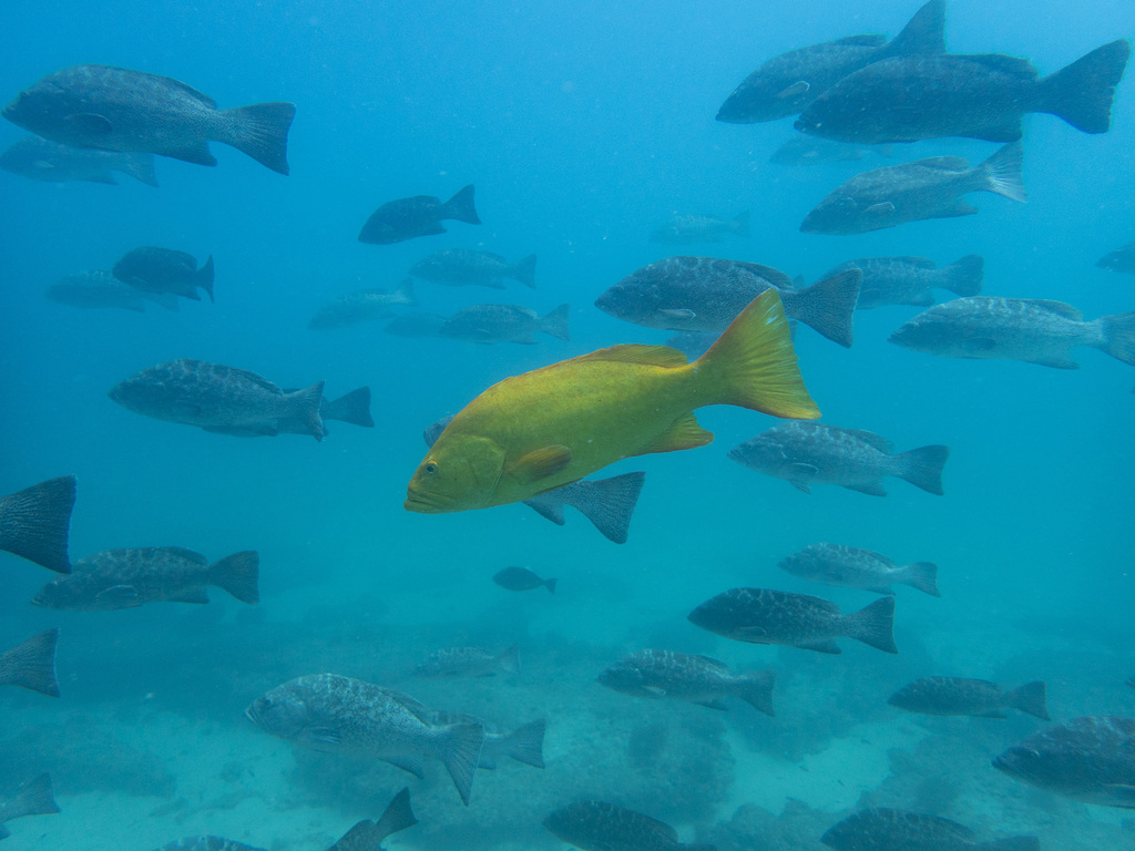 Photo de Merou sardinero (Mycteroperca rosacea)