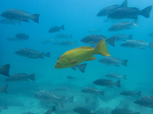 Photo of Leopard grouper (Mycteroperca rosacea)